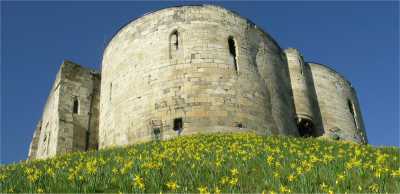 Picture of late March when the Daffodils come up Cliffords tower is lit up with them
