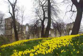 On a spring day the daffodils make a grand setting for the Abbey