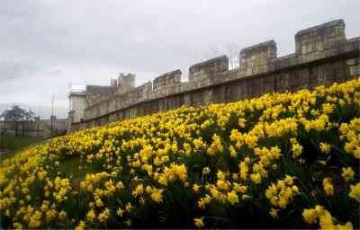 In full blom the daffodils around the walls